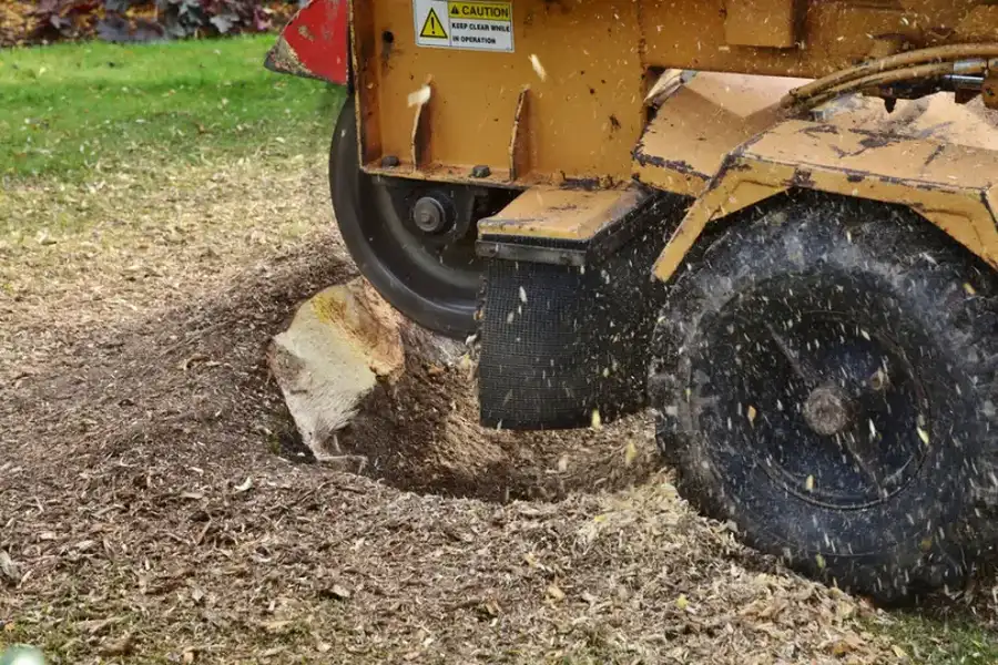 Why You Should Consider Stump Grinding After Tree Removal in Morris, MN